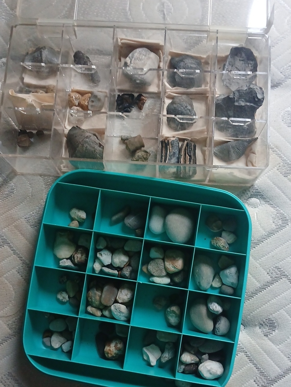Fossil Collection - Picture 14 of 14